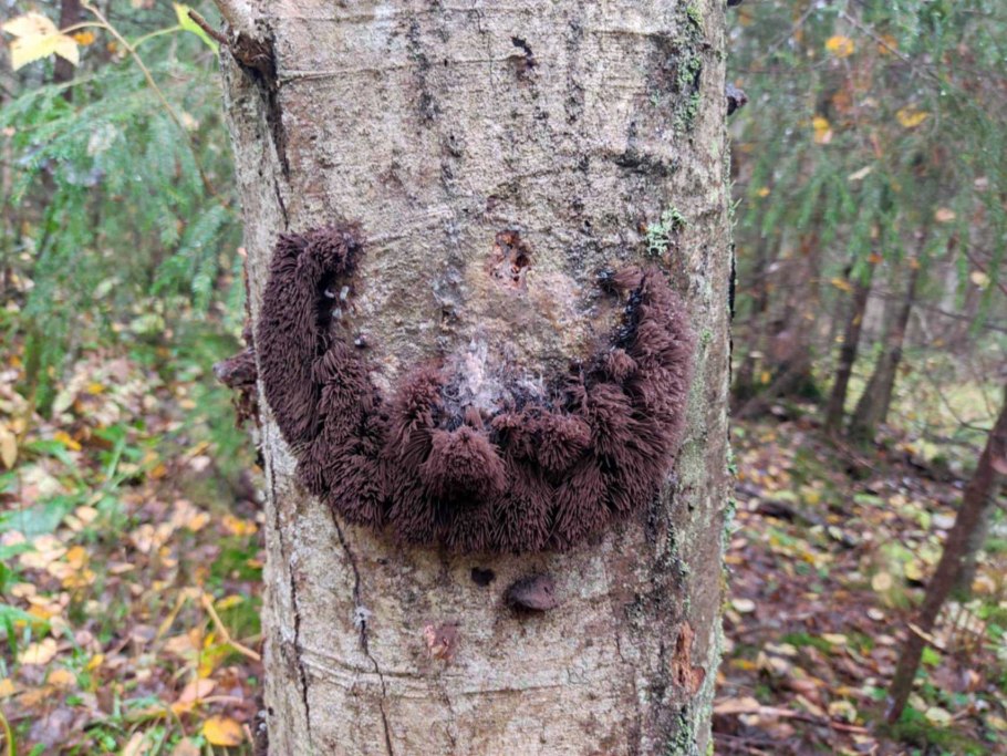 Волосатый гриб на дереве