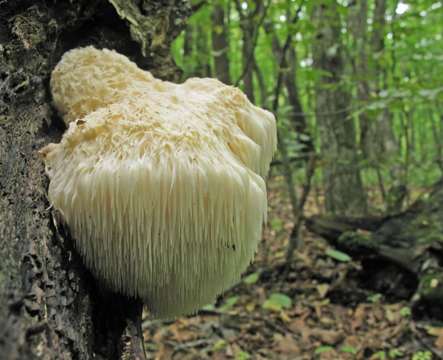 Ежовик гребенчатый