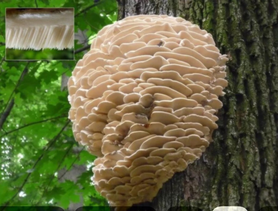 Гриб климакодон Северный