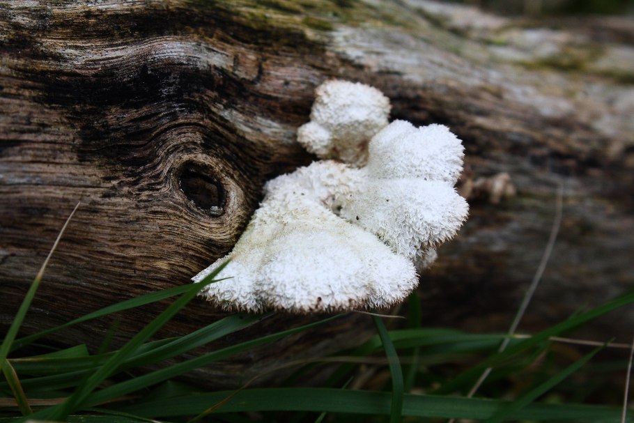 Гриб на дереве пушистый