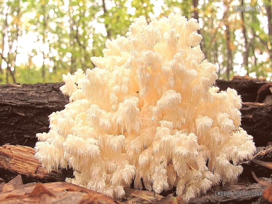 Бамбуковый гриб