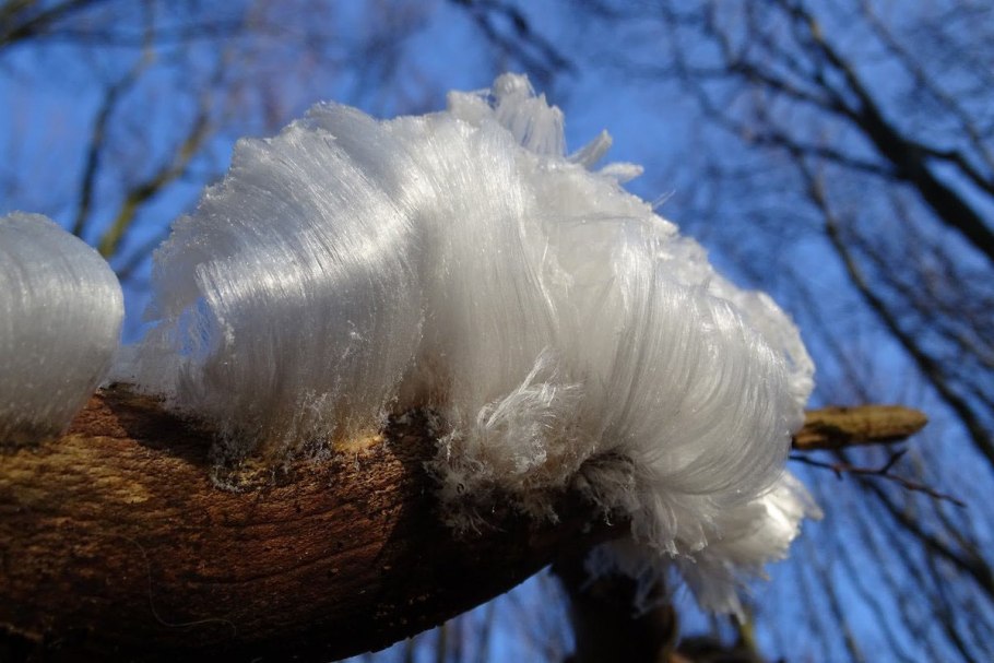 Exidiopsis effusa гриб