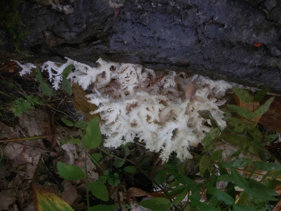 Грибы которые растут на деревьях