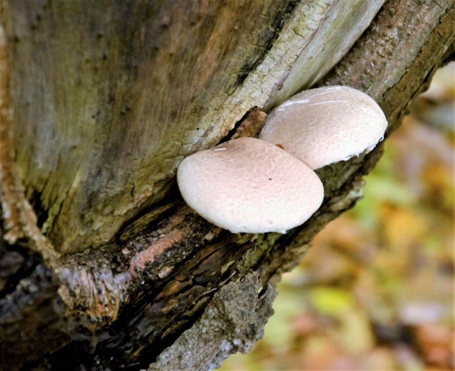 Ежовик львиная грива