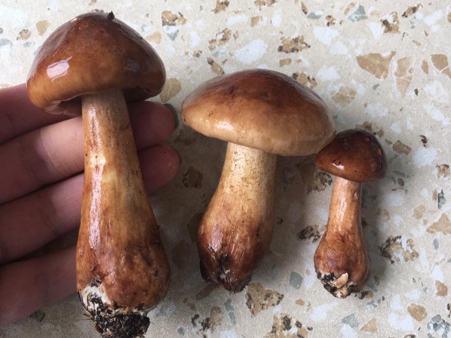 Грибы рядовка желто бурая