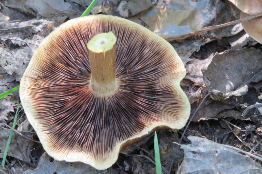 Tricholoma flavobrunneum
