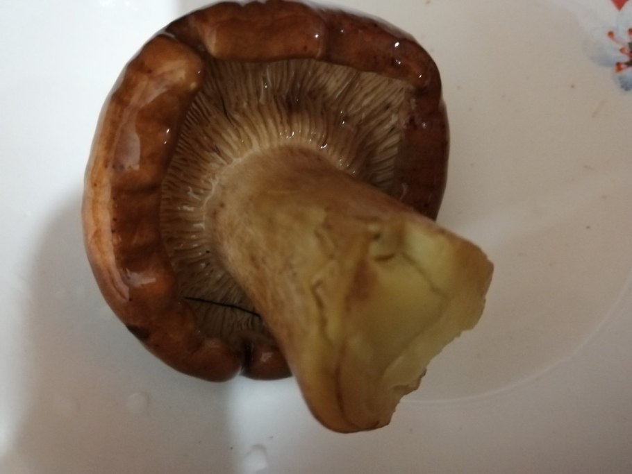 Рядовка жёлто-бурая съедобная