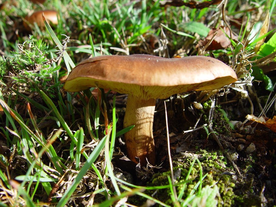 Рядовка коричневая Tricholoma imbricatum