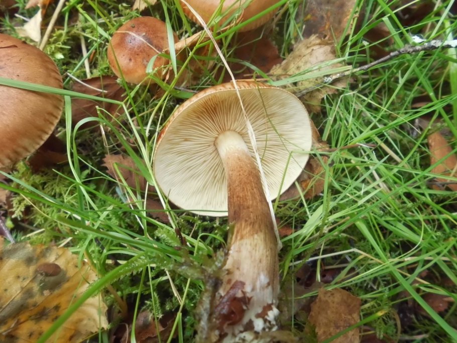 Рядовка Tricholoma albobrunneum