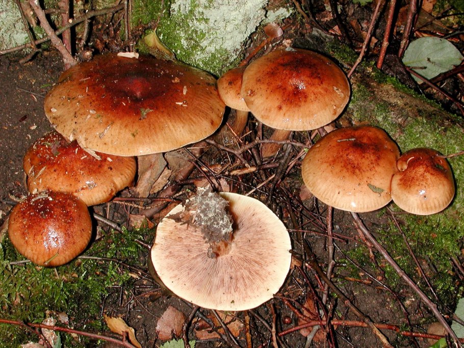 Рядовка буро-желтая Tricholoma fulvum