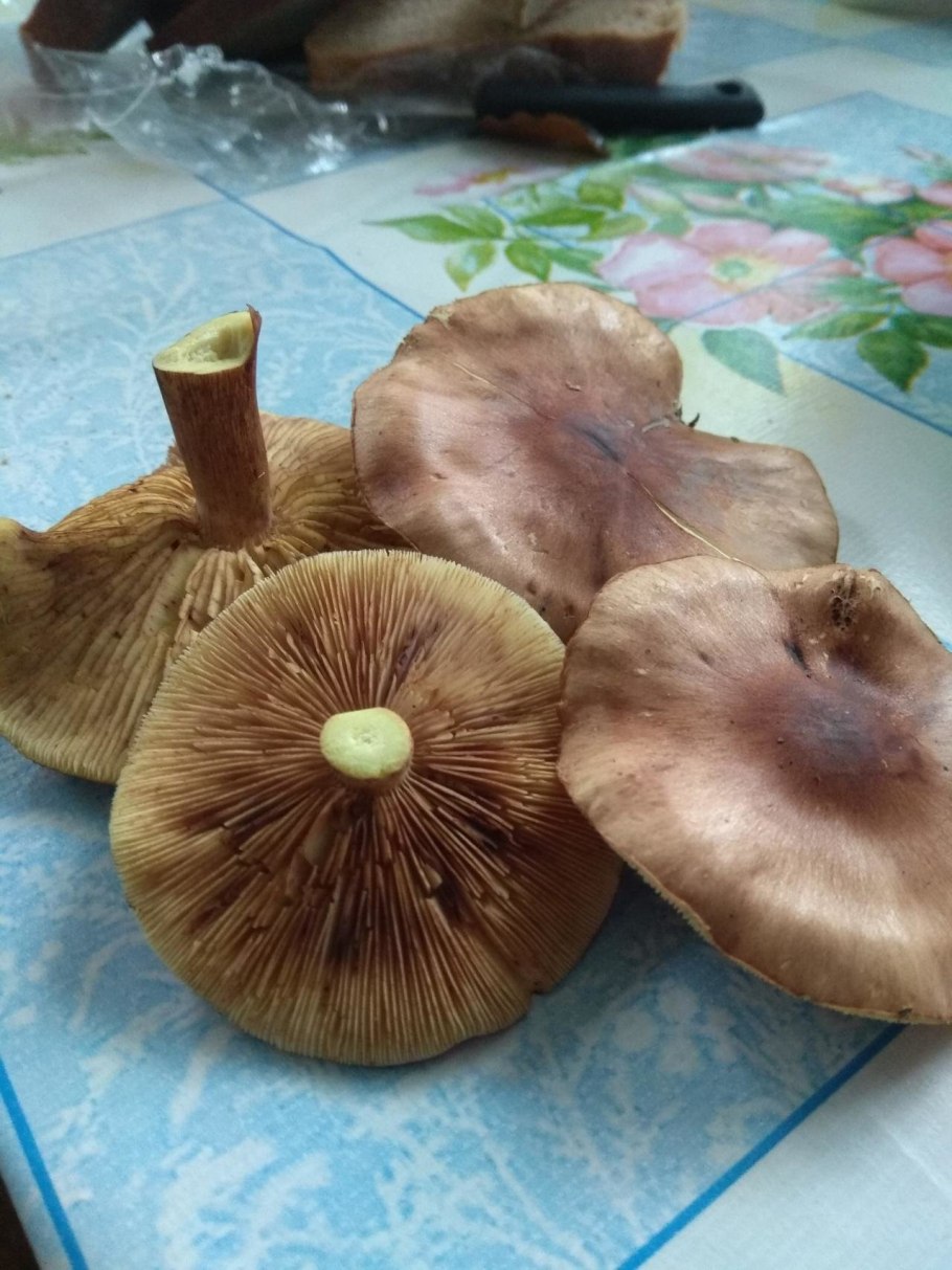 Горчаки грибы рядовки