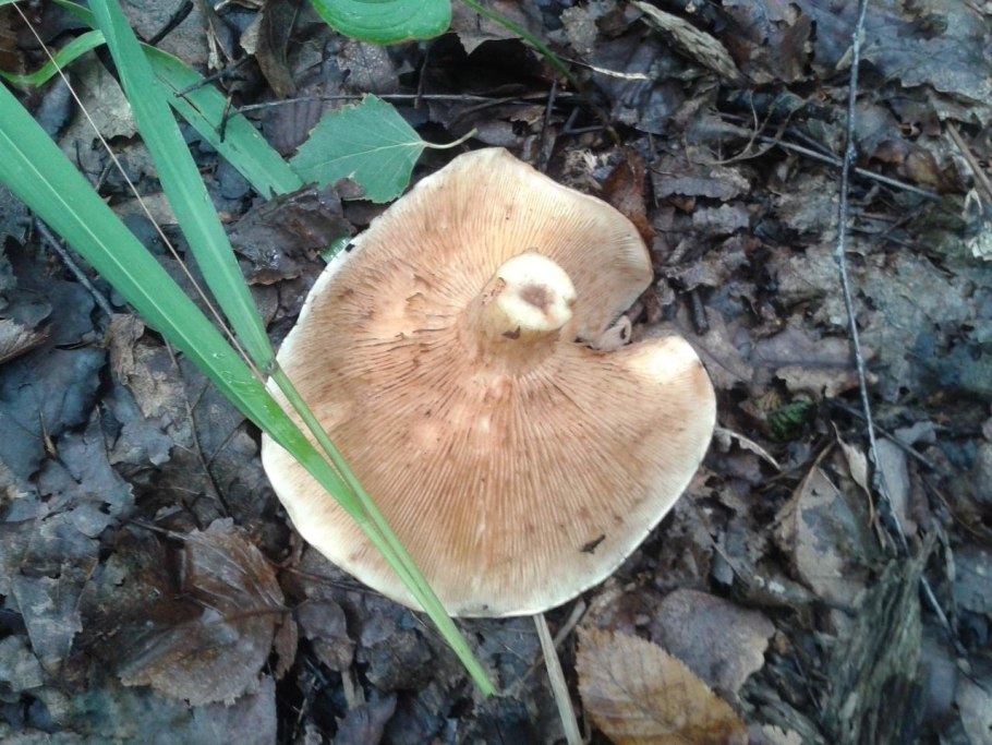 Рядовка Tricholoma albobrunneum