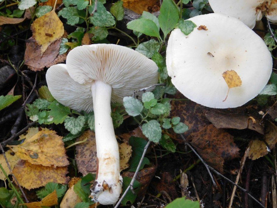 Рядовку белую — Tricholoma album