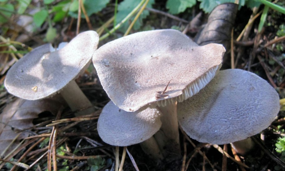Tricholoma dulciolens