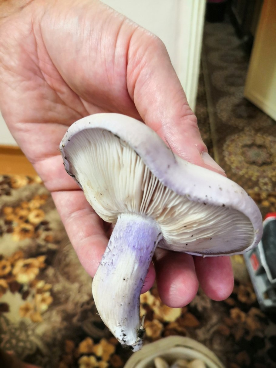 Рядовка землистая Tricholoma terreum