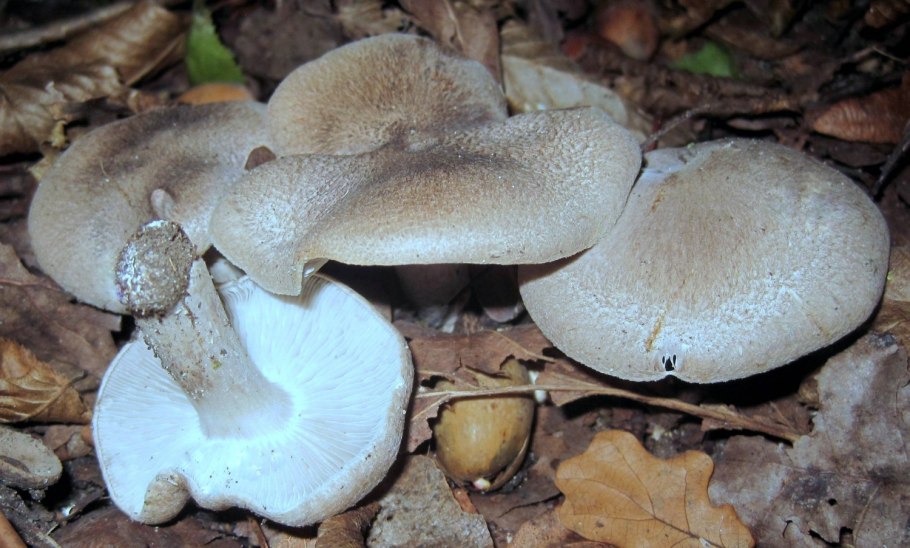 Рядовка частопластинковая Tricholoma stiparophyllum