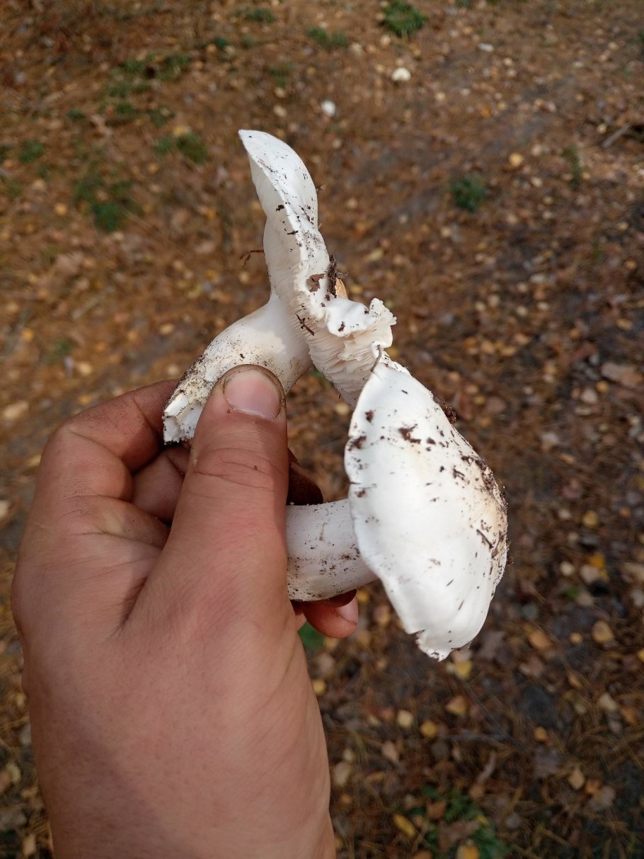 Рядовка белая рядовка белая (Tricholoma album)