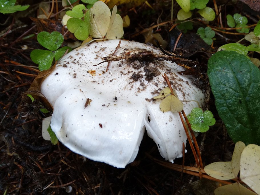 Рядовка Голубиная (лат. Tricholoma columbetta) съедобная