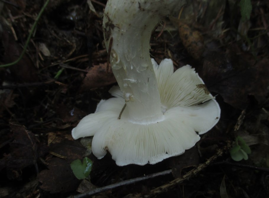 Рядовка пятнистая (Tricholoma pessundatum)