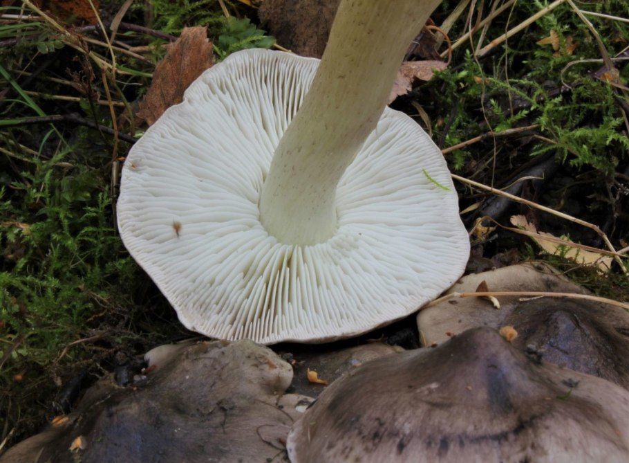 Рядовка Голубиная (лат. Tricholoma columbetta)