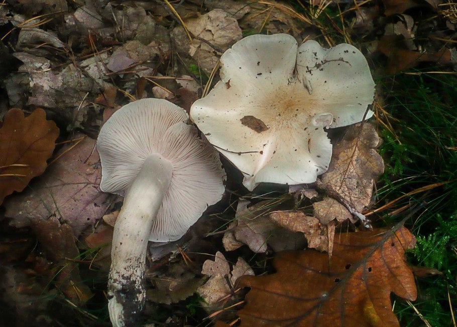 Рядовка Голубиная (лат. Tricholoma columbetta)