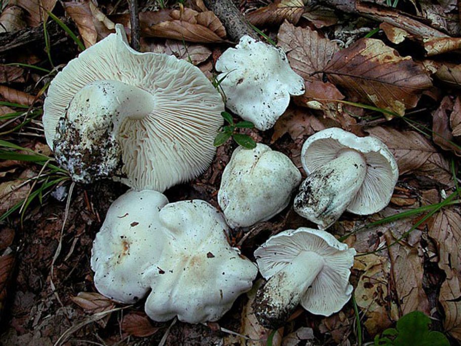 Рядовка Голубиная (лат. Tricholoma columbetta)