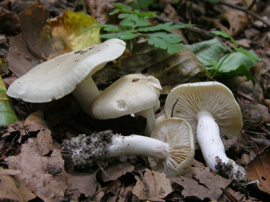 Tricholoma caligatum
