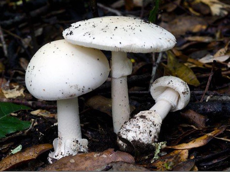 Мухомор белый (Amanita Verna)