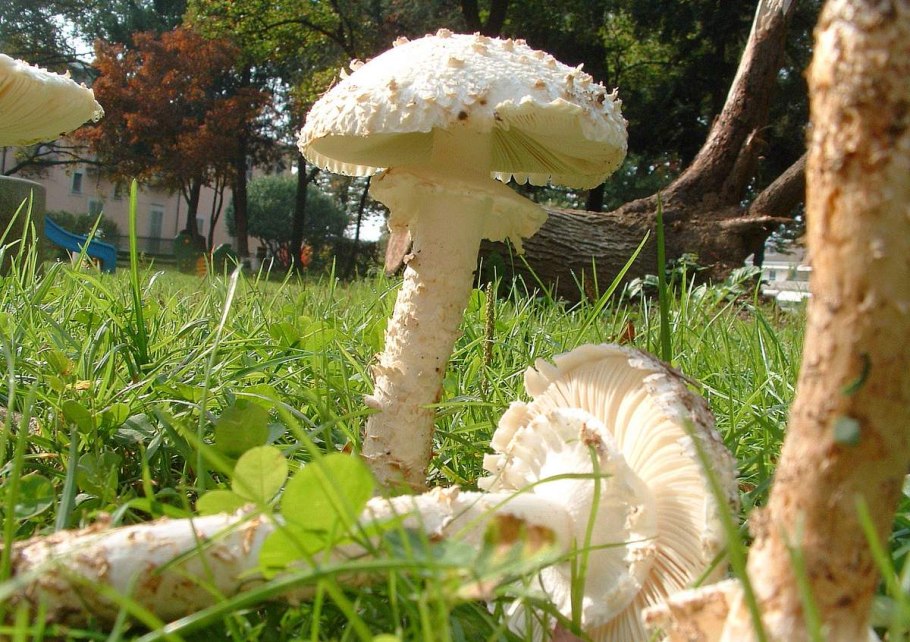 Мухомор белый (Amanita Verna)