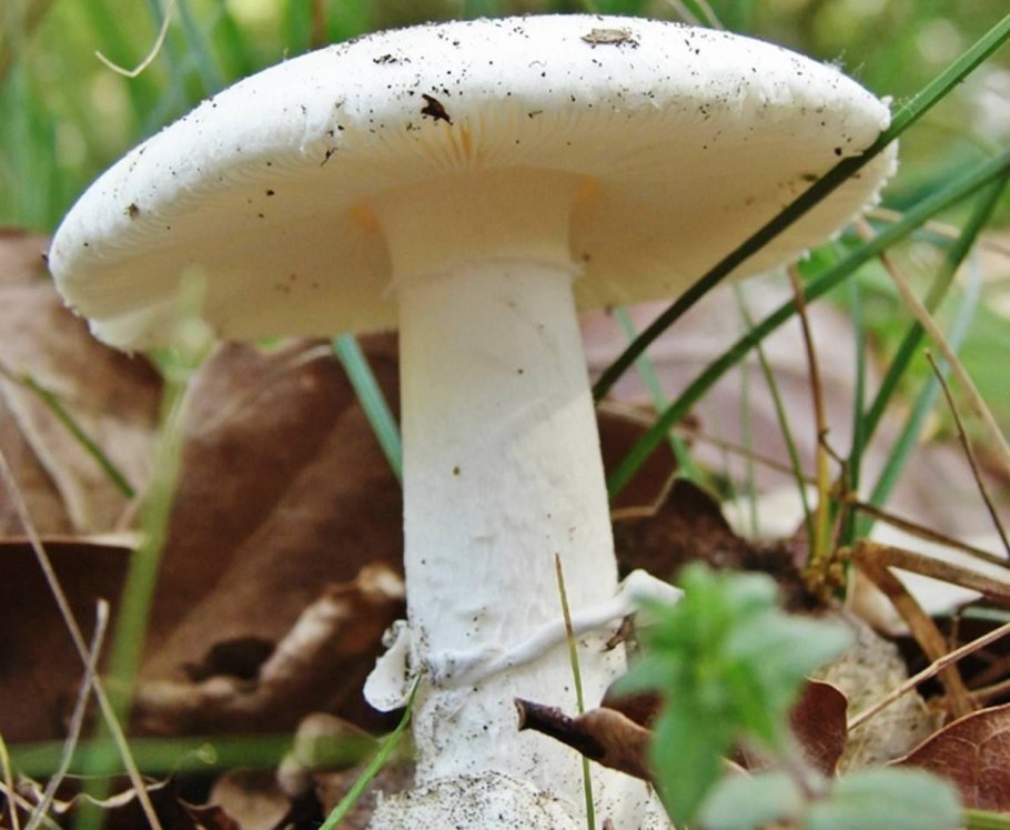 Мухомор белый (Amanita Verna)