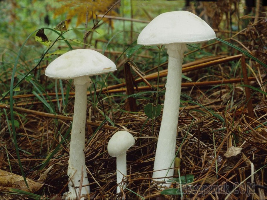 Белая поганка мухомор вонючий