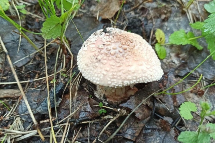 Ядовитый гриб белая поганка