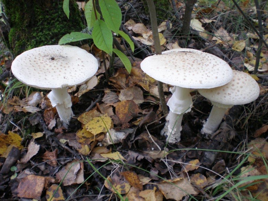 Мухомор Amanita ocreata