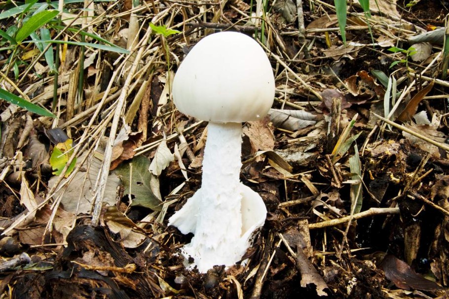 Amanita virosa гриб