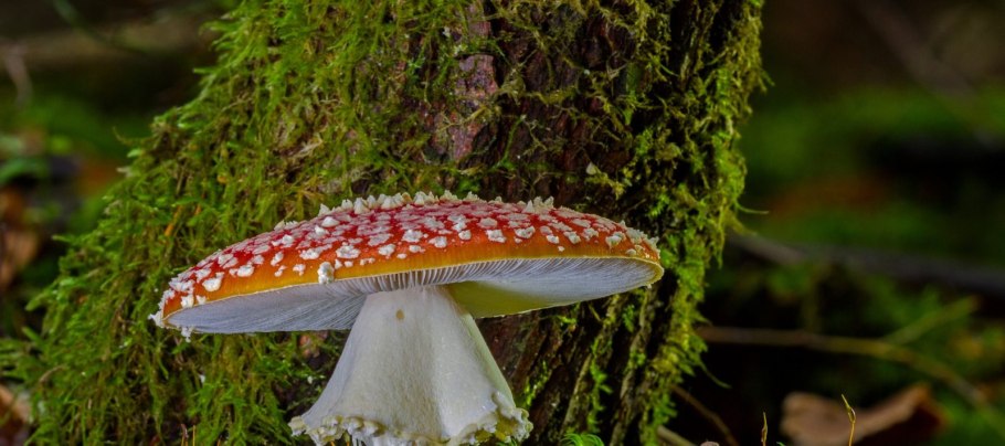 Мухомор и поганка