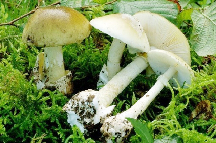 Мухомор шишковидный (Amanita strobiliformis)