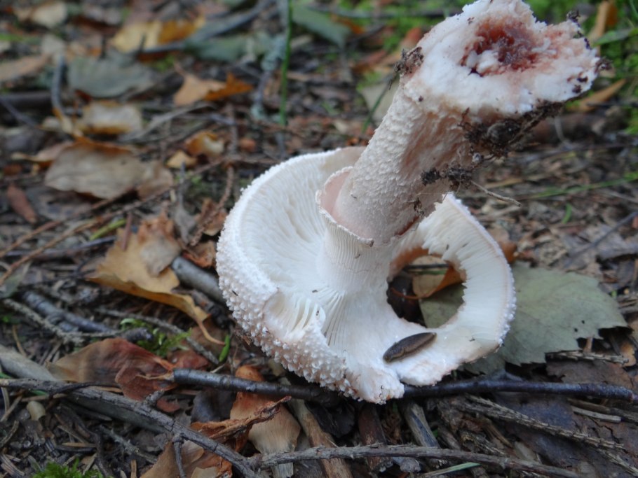 Мухомор жемчужный съедобный