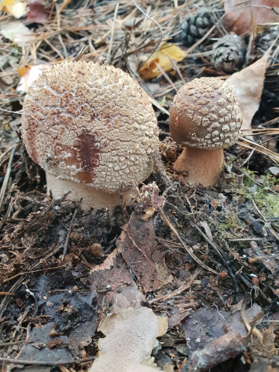 Гриб Amanita rubescens