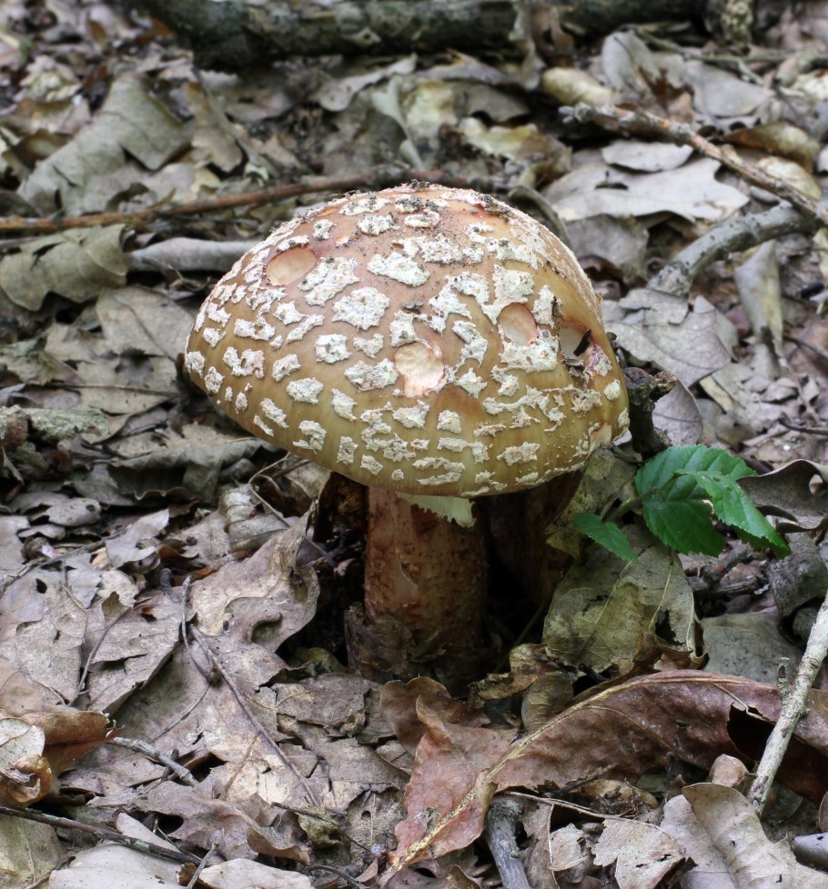 Мухомор серо-розовый Amanita rubescens