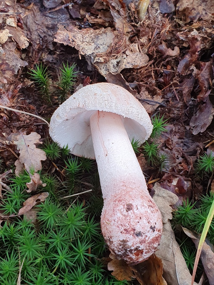 Гриб Amanita rubescens