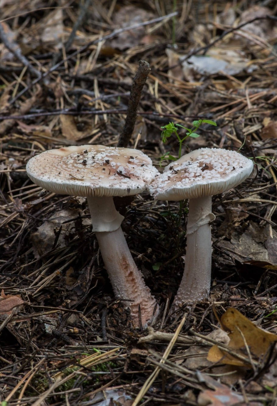 Мухомор серо-розовый Amanita rubescens