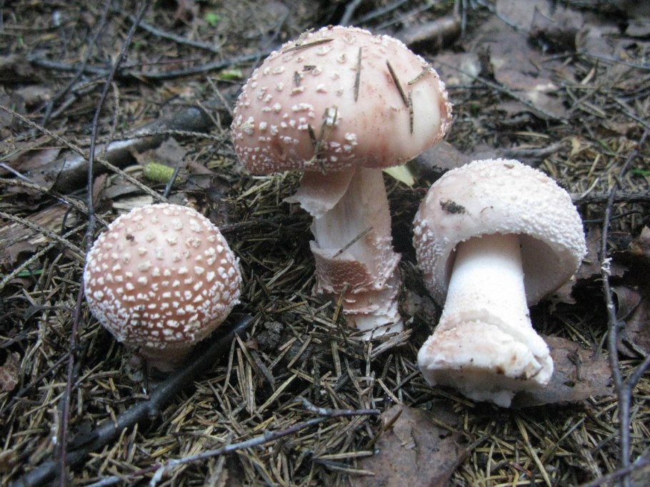 Гриб Amanita rubescens