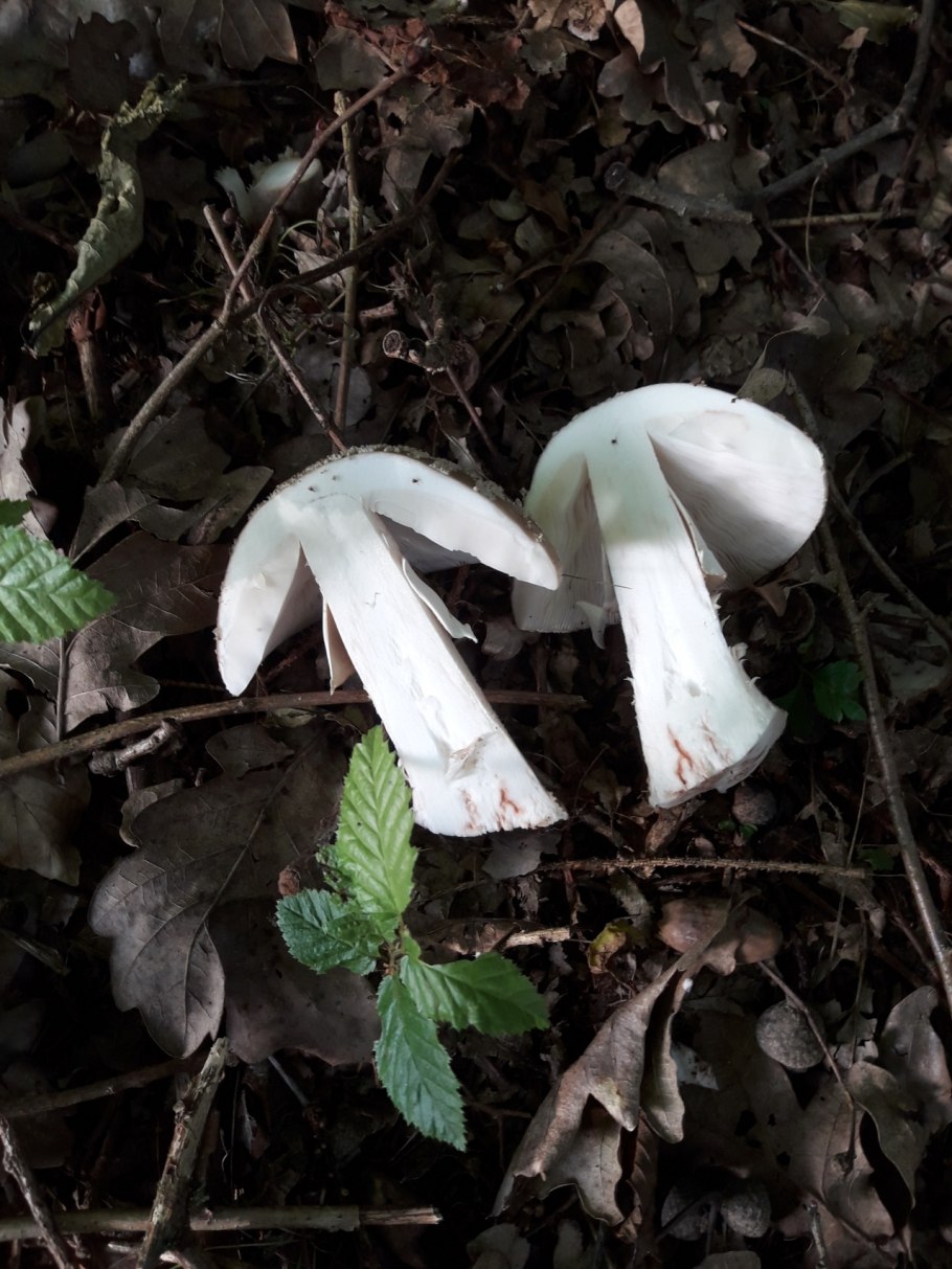 Мухомор серо-розовый краснеющий