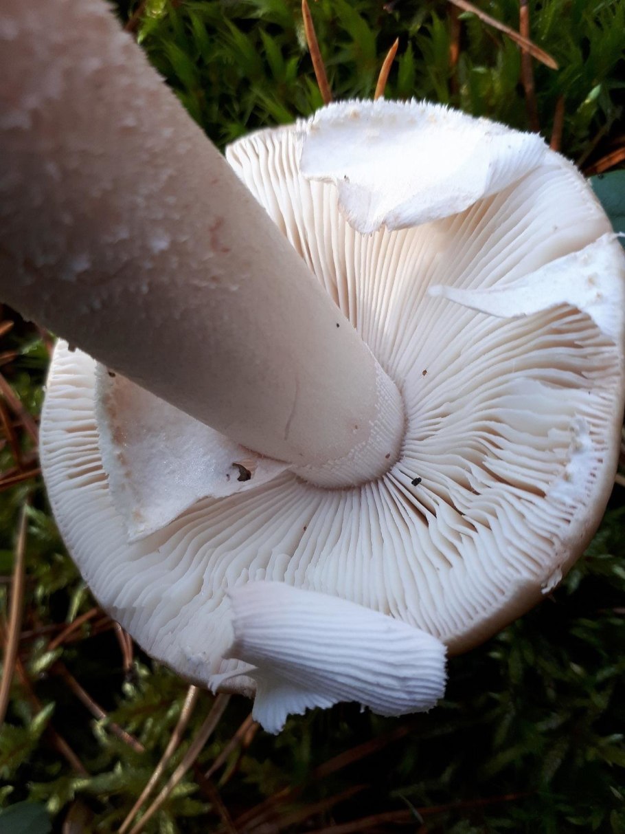 Amanita rubescens (мухомор краснеющий)