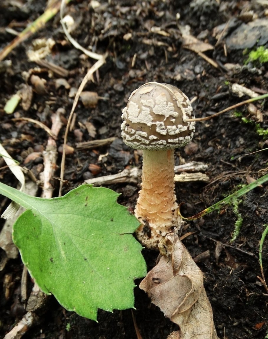 Розовый Боннет поганка