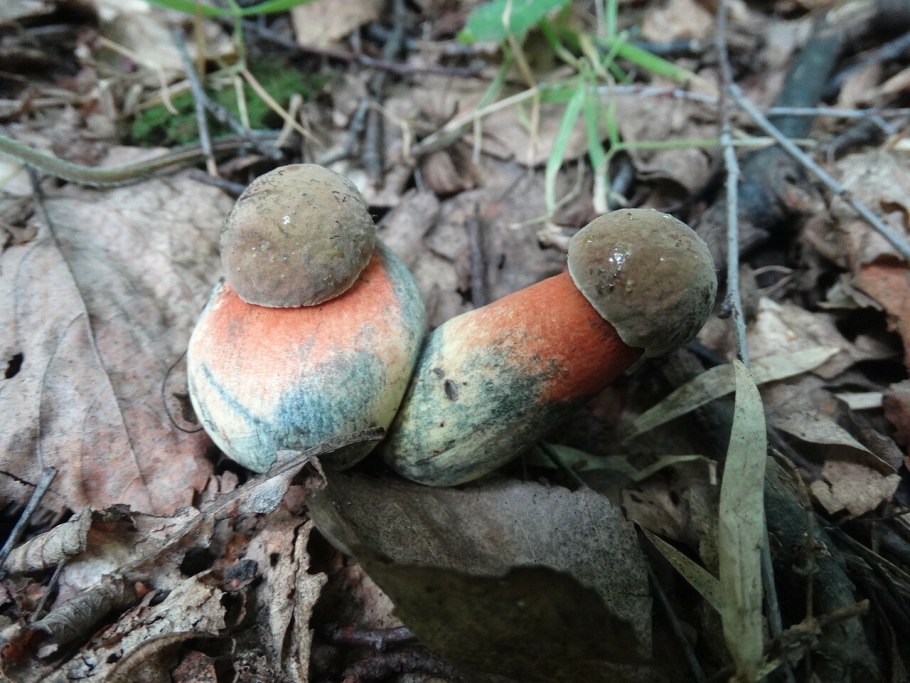 Гриб Amanita rubescens
