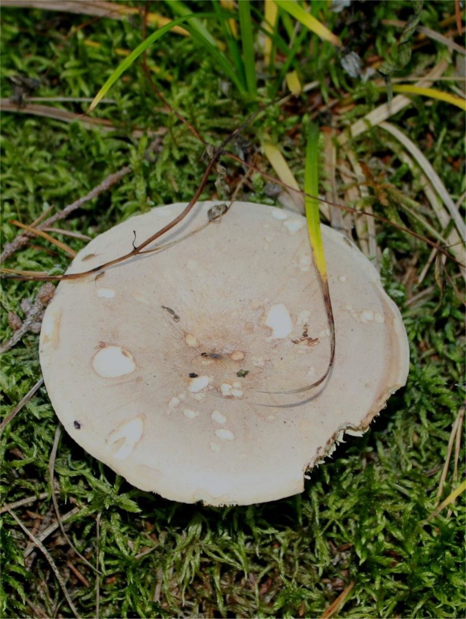 Мухомор серо-розовый альбинос