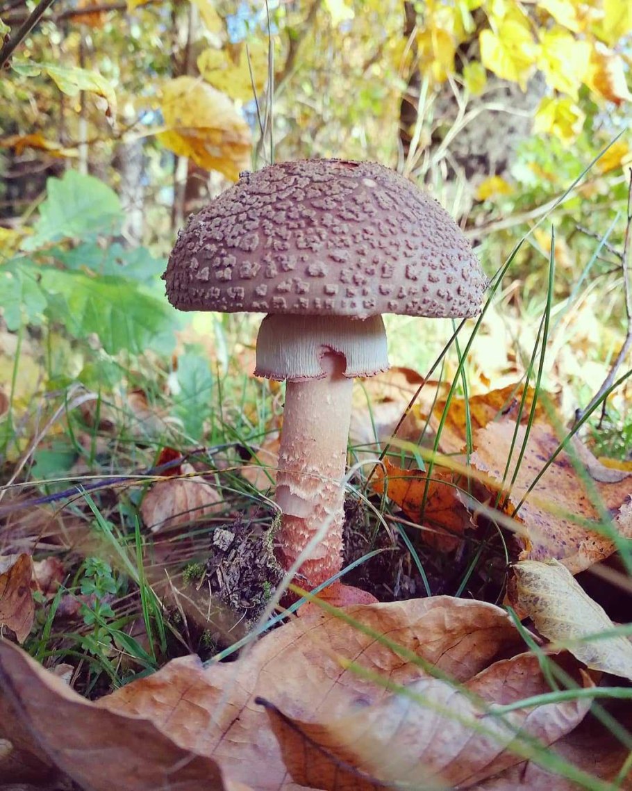Мухомор жемчужный Amanita junquillea