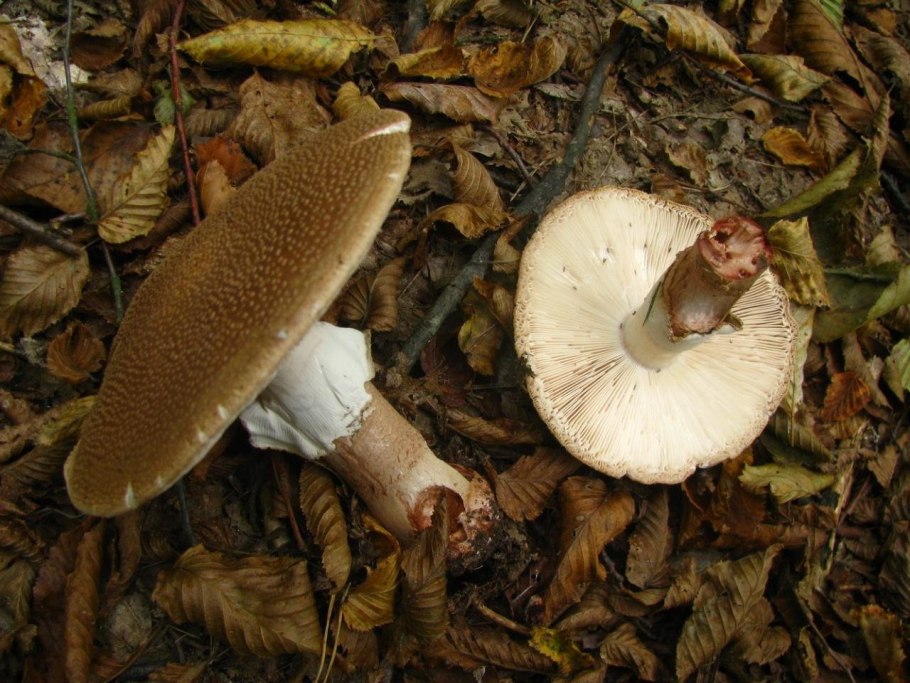 Гриб розовый млечник