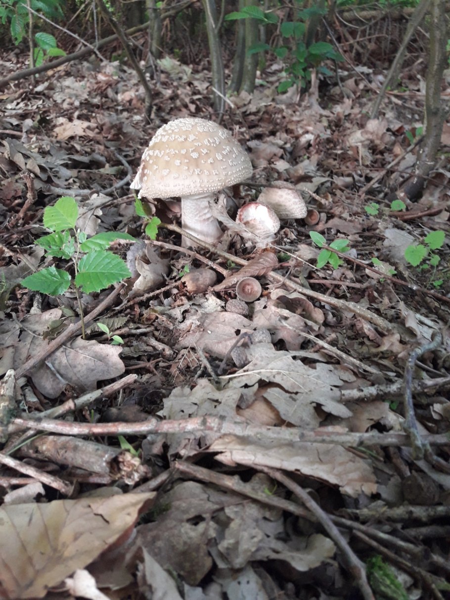 Мухомор серо-розовый Amanita rubescens